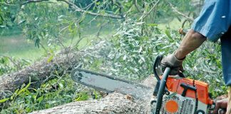 Cercetat de polițiști, după ce a tăiat trei salcâmi