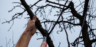 Lucrări agricole în repausul vegetativ