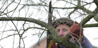 Tăierile tehnologice la pomi și vie