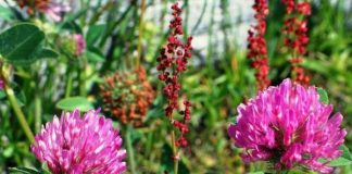 Trifoiul roşu (Trifolium pratense) – beneficii şi proprietăţi
