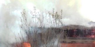 Emoționant! O cățelușă a vrut să sară în foc să își salveze cei șapte pui