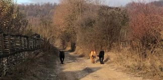 Câini periculoși, lăsați liberi la Turcinești
