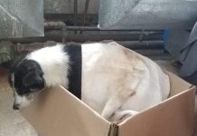 Gest impresionant al pompierilor gorjeni