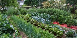 Organizarea grădinii de legume