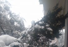 Brad rupt, în față la PSD Gorj!