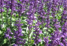 Salvia (Salvia officinale) – beneficii şi proprietăţi