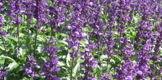 Salvia (Salvia officinale) – beneficii şi proprietăţi