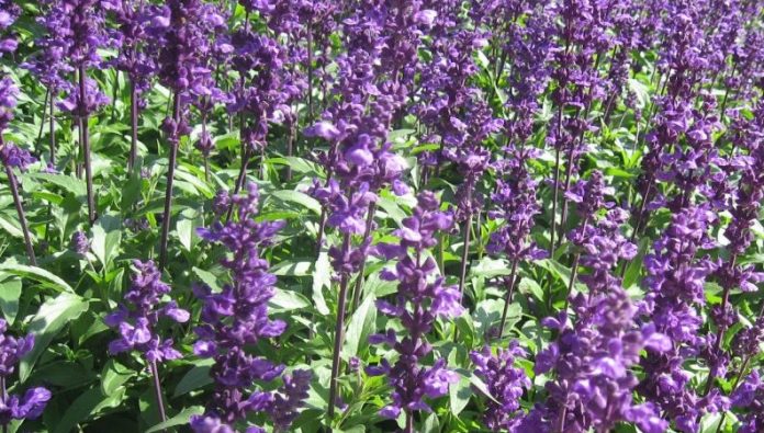 Salvia-officinalis-herb-793x450