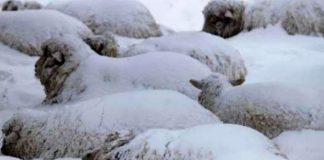 Veterinarii au recomandări de sezon pentru proprietarii de animale