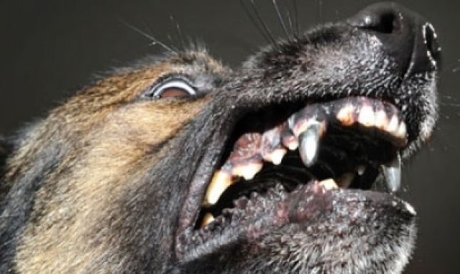 Reținuți după ce au omorât un câine