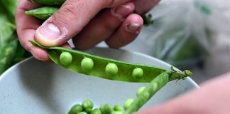 Selecția de culegători de mazăre pentru Danemarca, organizată pe 14 decembrie