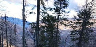 Anchetă la Obștea Peștișani