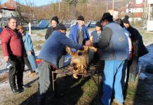 Tradiționala sacrificare a porcului de Crăciun, la Complexul de Îngrijire și Asistență Dobrița