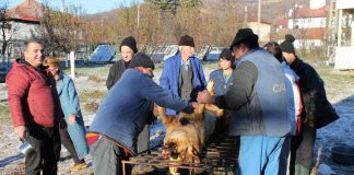 Tradiționala sacrificare a porcului de Crăciun, la Complexul de Îngrijire și Asistență Dobrița