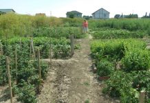 Perioada de vegetaţie, recoltare și producția potențială a legumelor în grădina familială