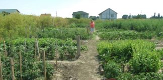 Perioada de vegetaţie, recoltare și producția potențială a legumelor în grădina familială