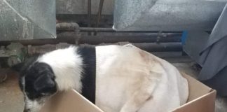 Jandarmii montani au salvat şase căţei din zăpadă! Mama puilor a avut o reacție emoționantă