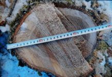 Angajații unei firme au lăsat un bătrân fără lemne de foc