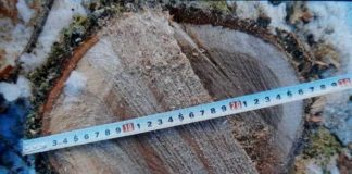 Angajații unei firme, cercetați pentru furt de lemne, după ce un pensionar a sunat la 112