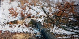 19 arbori, tăiați ilegal în comuna Plopșoru