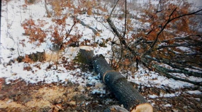Cercetat pentru furt de lemne