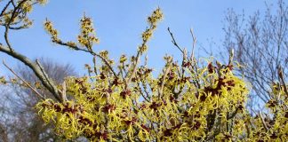 Nucul vrăjitoarelor (Hamamelis virginiana) – beneficii și proprietăți
