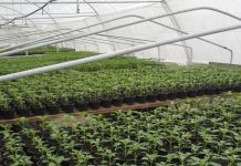 Producerea răsadurilor și a legumelor în micile ferme comerciale și în grădinile familiale