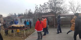 Au continuat tradiţia, Porc de 180 de kilograme, sacrificat pentru beneficiarii CSCCNS Târgu-Jiu