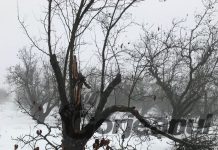 Plantațiile de pomi fructiferi, puse la pământ de zăpada abundentă!