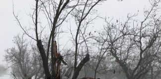 Plantațiile de pomi fructiferi, puse la pământ de zăpada abundentă!