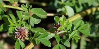 Lemn-dulce (Glycyrrhiza glabra) – beneficii şi proprietăţi
