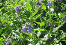 Tătăneasa (Symphytum officinale) – beneficii şi proprietăţi