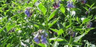 Tătăneasa (Symphytum officinale) – beneficii şi proprietăţi