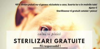 O nouă campanie de sterilizări gratuite, demarată de Asociația Pro Animals