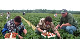 Alte 50 de joburi la culesul fructelor, oferite de un angajator din Spania