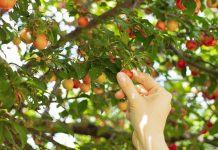 Spania recrutează 150 de lucrători pentru culesul fructelor