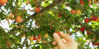 Spania recrutează 150 de lucrători pentru culesul fructelor