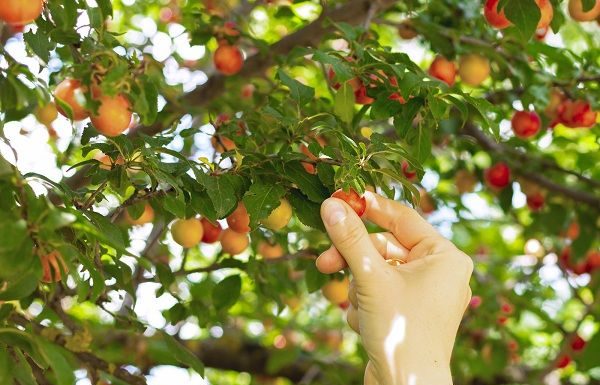 Spania recrutează 100 de culegători de fructe