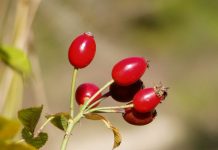 Măceş (Rosa canina) – beneficii şi proprietăţi