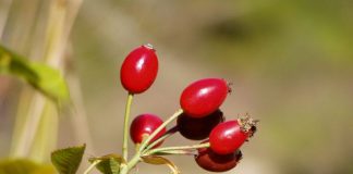 Măceş (Rosa canina) – beneficii şi proprietăţi