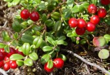 Merişor (Vaccinium vitis idaea) – beneficii şi proprietăţi