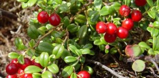 Merişor (Vaccinium vitis idaea) – beneficii şi proprietăţi