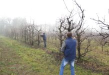 Iarnă deosebită – grijă deosebită pentru lucrări agricole în repausul vegetativ