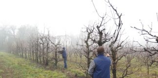 Iarnă deosebită – grijă deosebită pentru lucrări agricole în repausul vegetativ