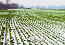 Excesul de umiditate din toamnă – iarnă și protejarea culturilor