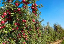 Fermierii gorjeni pot obţine bani europeni pentru înfiinţarea de livezi