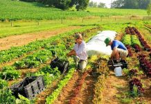 Peste 41.000 de zilieri, înregistraţi în judeţ