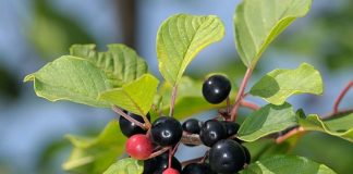 Cruşin (Rhamnus frangula) – beneficii şi proprietăţi
