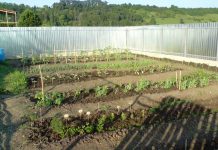 Organizarea grădinii de legume