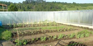 Organizarea grădinii de legume